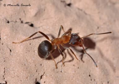 Lasius emarginatus photo 113