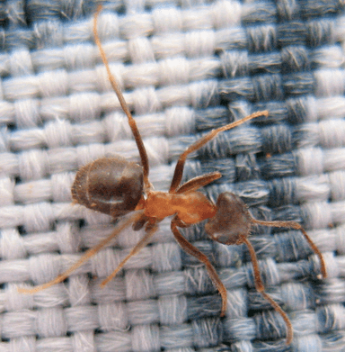 Lasius emarginatus photo 4