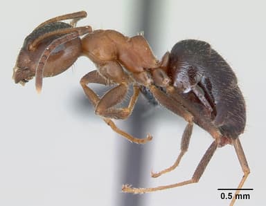 Lasius emarginatus — queen photo 7