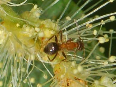 Lasius emarginatus photo 8