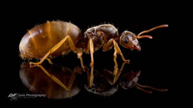 Lasius flavus photo 1