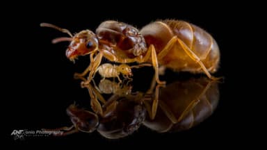 Lasius flavus — queen photo 2