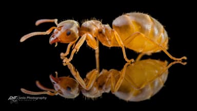 Lasius flavus — worker photo 3
