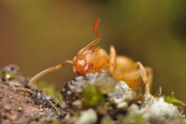 Lasius flavus photo 115