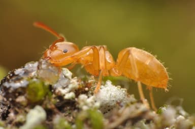 Lasius flavus photo 116
