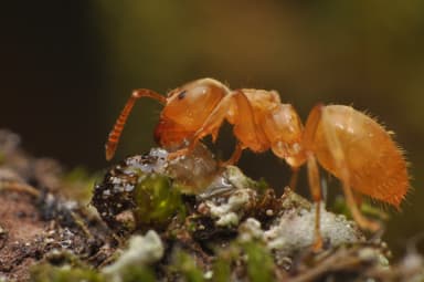 Lasius flavus photo 117