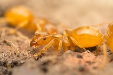 Lasius flavus photo 118