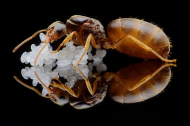 Lasius flavus — queen photo 119