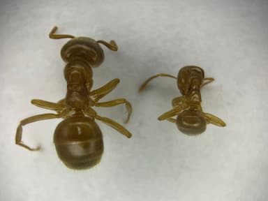 Lasius flavus photo 26