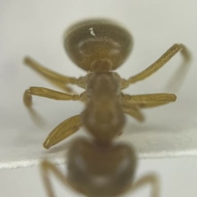 Lasius flavus photo 28