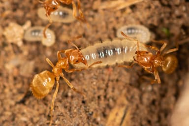 Lasius flavus photo 29