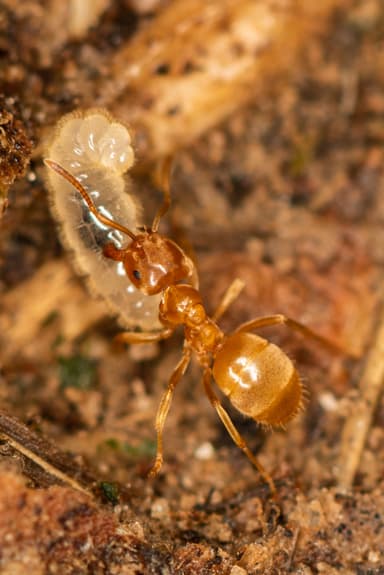 Lasius flavus photo 31