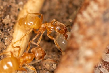 Lasius flavus photo 35
