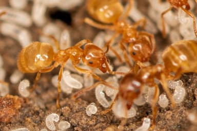 Lasius flavus photo 37