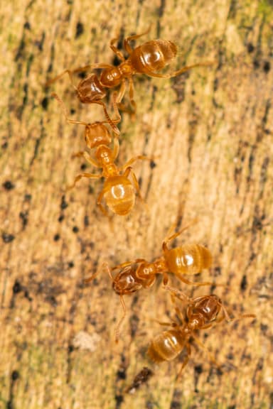 Lasius flavus photo 39