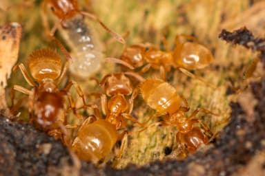 Lasius flavus photo 41