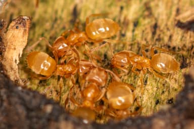 Lasius flavus photo 42