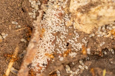 Lasius flavus photo 44