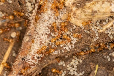 Lasius flavus photo 45