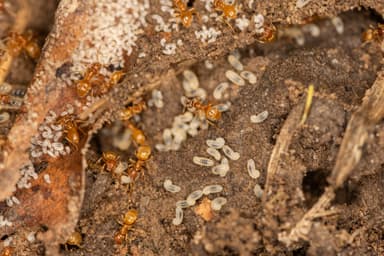 Lasius flavus photo 47