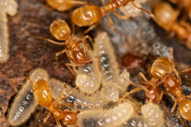 Lasius flavus photo 48