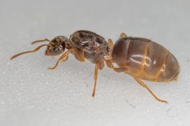 Lasius flavus photo 49