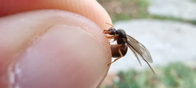 Lasius flavus photo 54