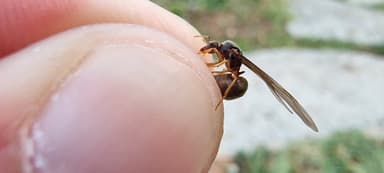 Lasius flavus photo 55