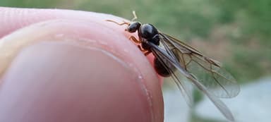 Lasius flavus photo 57