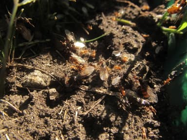 Lasius flavus photo 60