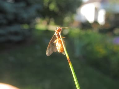 Lasius flavus photo 61