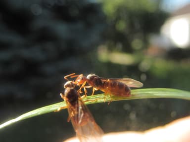Lasius flavus photo 62