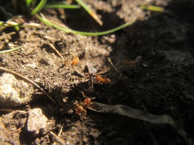 Lasius flavus photo 63