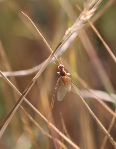 Lasius flavus photo 66