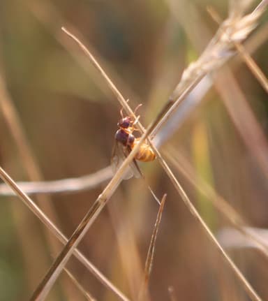 Lasius flavus photo 67