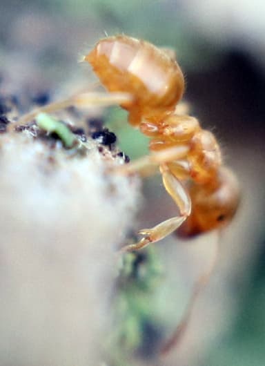 Lasius flavus photo 69