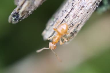 Lasius flavus photo 70