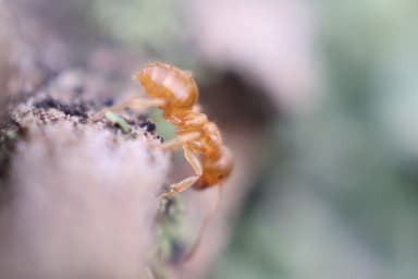 Lasius flavus photo 71