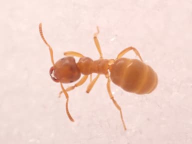Lasius flavus photo 72