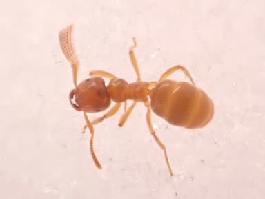 Lasius flavus photo 73
