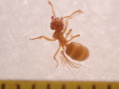 Lasius flavus photo 74