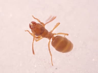 Lasius flavus photo 75