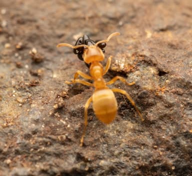 Lasius flavus — colony photo 77