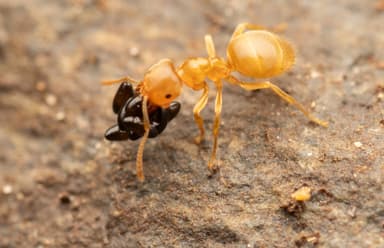 Lasius flavus — colony photo 78