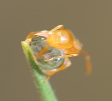 Lasius flavus photo 84