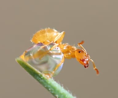 Lasius flavus photo 85