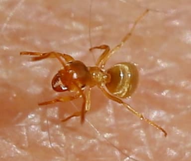 Lasius flavus photo 86