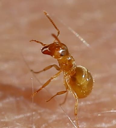 Lasius flavus photo 88