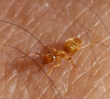 Lasius flavus photo 89