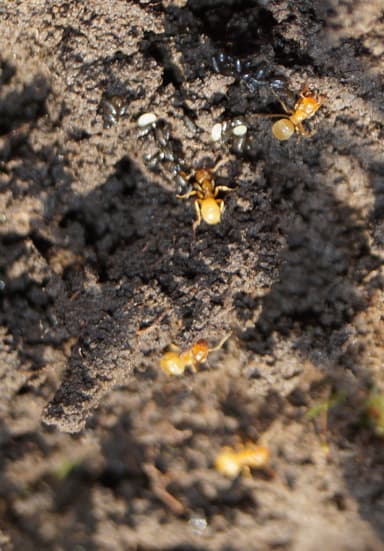 Lasius flavus photo 90